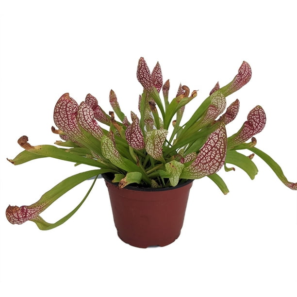 Gift Mature Holiday 3" Pot Nice Sarracenia Carnivorous Large Pitcher Plant